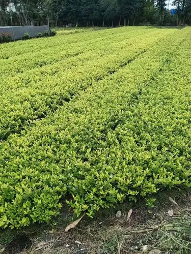 古建筑园林景观设计与施工一体化